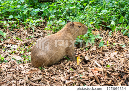 Capybara in Cuyabeno Reserve, Ecuadorian Amazon 125064834