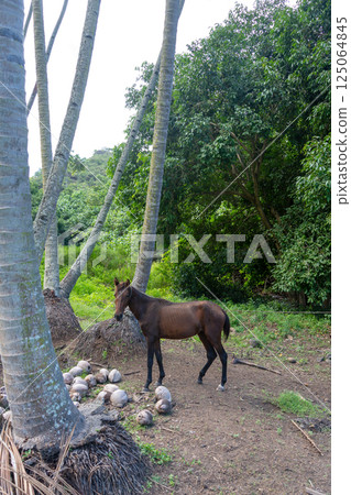 Horse standing under coconut trees in Nuku Hiva, Marquesas Islands, French Polynesia 125064845