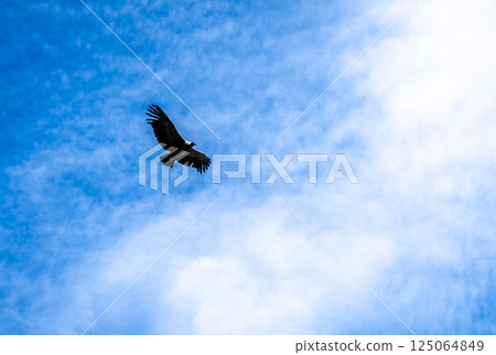 Condor soaring over the Colca Canyon in Peru Condor soaring over the Colca Canyon in Peru 125064849