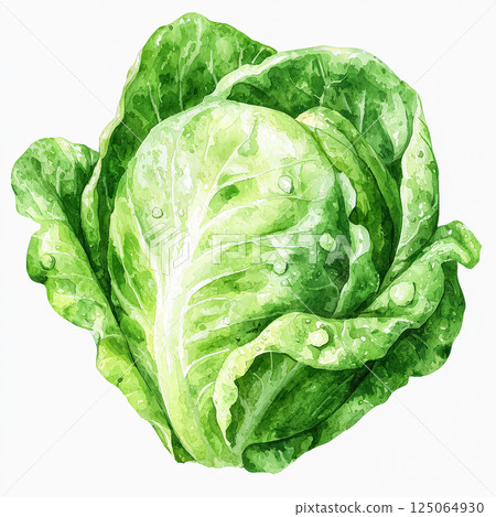 Watercolor painting of a head of lettuce 125064930