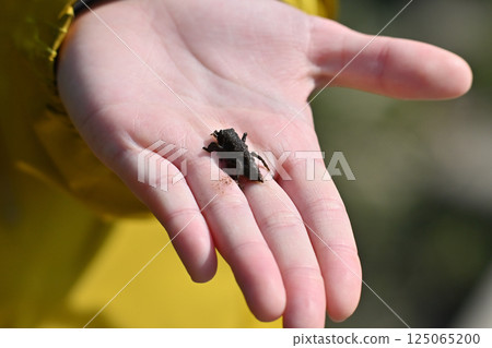 在水邊發現的泥濘昆蟲:一隻幼蟲 在水邊發現的泥濘昆蟲:一隻幼蟲 125065200
