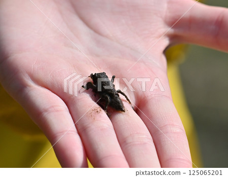 在水邊發現的泥濘昆蟲:一隻幼蟲 在水邊發現的泥濘昆蟲:一隻幼蟲 125065201
