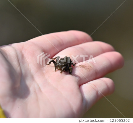 Muddy insect found near water: a larva Muddy insect found near water: a larva 125065202