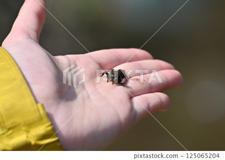 Muddy insect found near water: a larva 125065204