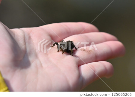 Muddy insect found near water: a larva Muddy insect found near water: a larva 125065205