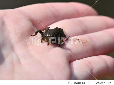 Muddy insect found near water: a larva Muddy insect found near water: a larva 125065206