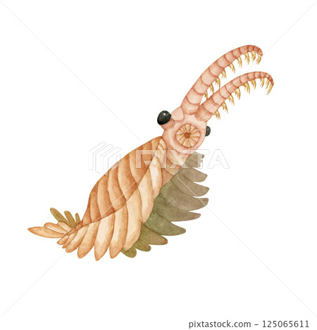 奇蝦，寒武紀古生代生物，水彩插圖 125065611