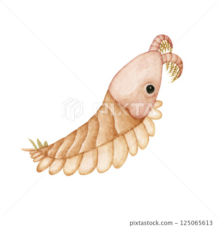 佩托亞,一種寒武紀古生代生物,水彩插圖 佩托亞,一種寒武紀古生代生物,水彩插圖 125065613