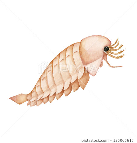 Sanctacaris，一種寒武紀古生代生物，水彩插圖 125065615