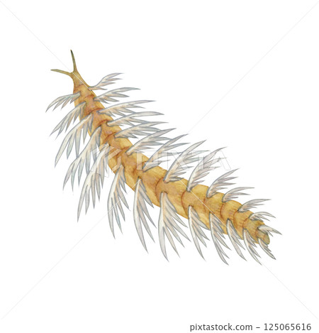 加拿大棘魚,寒武紀古生代生物,水彩插圖 加拿大棘魚,寒武紀古生代生物,水彩插圖 125065616