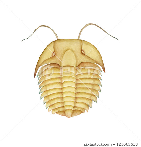 三葉蟲寒武紀古生代生物水彩插圖 三葉蟲寒武紀古生代生物水彩插圖 125065618