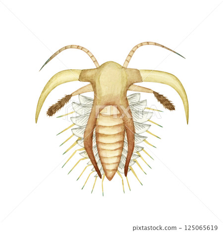 馬雷拉(Marella),一種寒武紀古生代生物,水彩插圖 馬雷拉(Marella),一種寒武紀古生代生物,水彩插圖 125065619