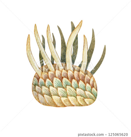 Wiwaxia,一種寒武紀古生代生物,水彩插圖 Wiwaxia,一種寒武紀古生代生物,水彩插圖 125065620