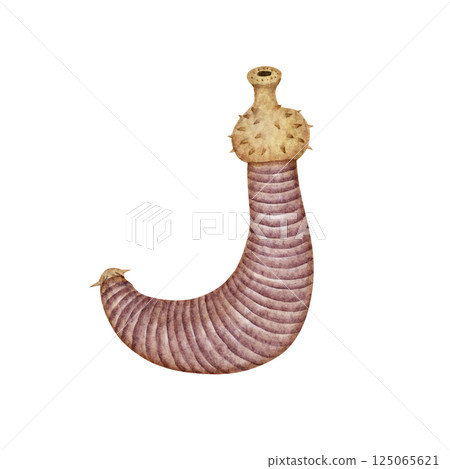 Ottoia, a Cambrian Paleozoic organism, watercolor illustration 125065621