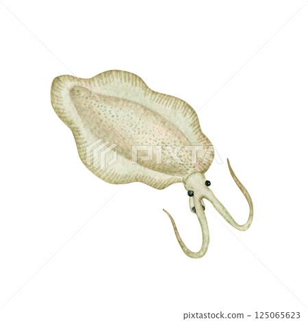 寒武紀古生代生物 Nectocaris 水彩插圖 125065623