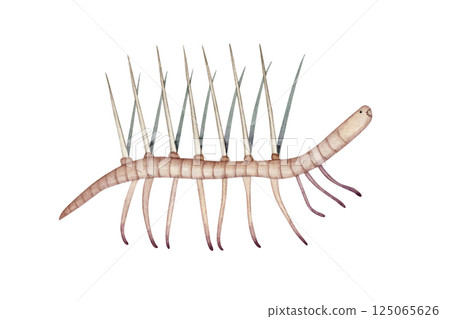 怪誕蟲，一種寒武紀古生代生物，水彩插圖 125065626