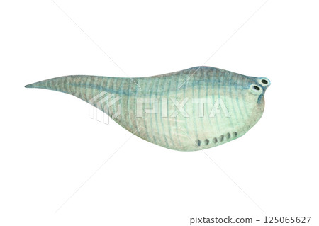 Metaspriggina, a Cambrian Paleozoic organism, watercolor illustration 125065627