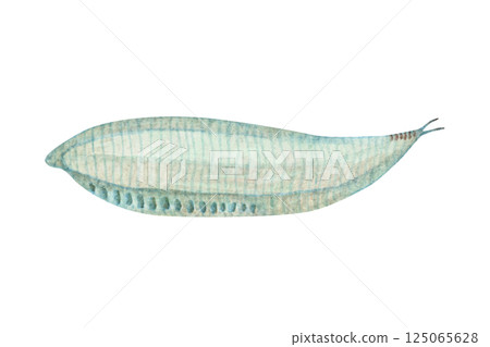 Pikaia，一種寒武紀古生代生物，水彩插圖 125065628