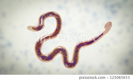 Brugia malayi, a roundworm nematode 125065653