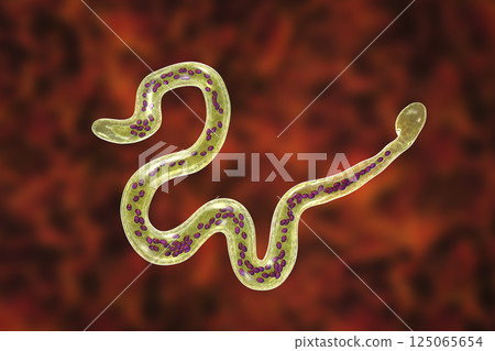 Brugia malayi, a roundworm nematode Brugia malayi, a roundworm nematode 125065654