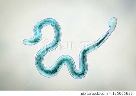 Brugia malayi, a roundworm nematode Brugia malayi, a roundworm nematode 125065655