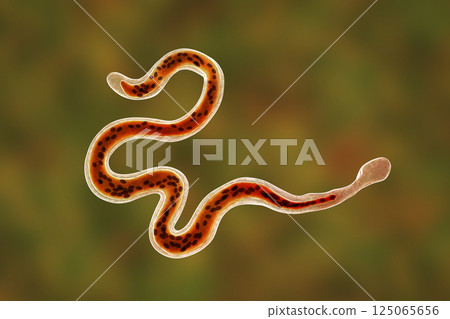 Brugia malayi, a roundworm nematode Brugia malayi, a roundworm nematode 125065656