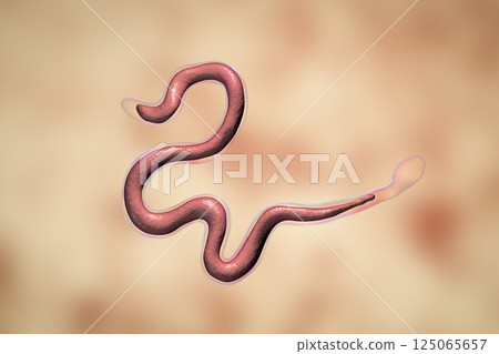 Brugia malayi, a roundworm nematode 125065657