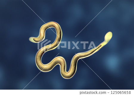 Brugia malayi, a roundworm nematode 125065658