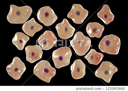Buccal epithelium, smear from oral cavity Buccal epithelium, smear from oral cavity 125065660