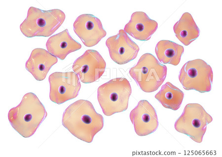 Buccal epithelium, smear from oral cavity Buccal epithelium, smear from oral cavity 125065663