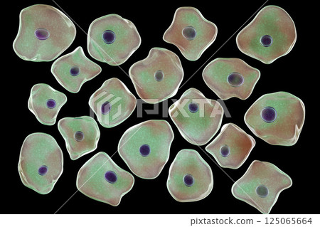 Buccal epithelium, smear from oral cavity Buccal epithelium, smear from oral cavity 125065664