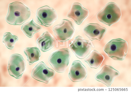 Buccal epithelium, smear from oral cavity 125065665