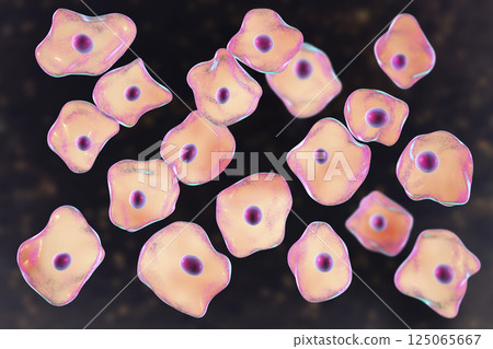 Buccal epithelium, smear from oral cavity Buccal epithelium, smear from oral cavity 125065667