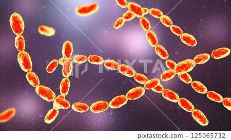 Haemophilus ducreyi bacteria, 3D illustration Haemophilus ducreyi bacteria, 3D illustration 125065732