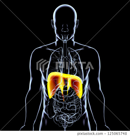 Human body anatomy with highlighted diaphragm, 3D illustration Human body anatomy with highlighted diaphragm, 3D illustration 125065748