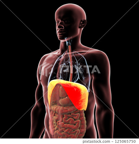 Human body anatomy with highlighted diaphragm, 3D illustration 125065750
