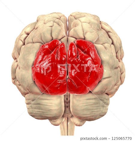 Human brain with highlighted superior occipital gyrus 125065770