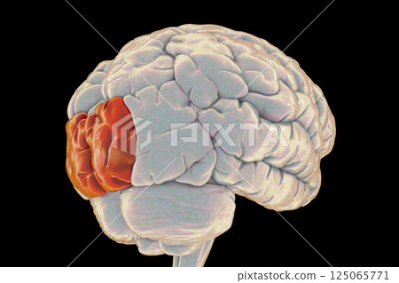 Human brain with highlighted superior occipital gyrus Human brain with highlighted superior occipital gyrus 125065771