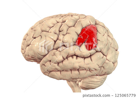 Human brain with highlighted supramarginal gyrus 125065779