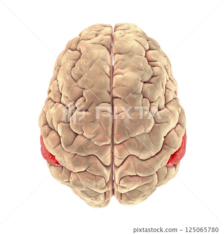 Human brain with highlighted supramarginal gyrus Human brain with highlighted supramarginal gyrus 125065780