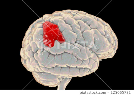 Human brain with highlighted supramarginal gyrus 125065781