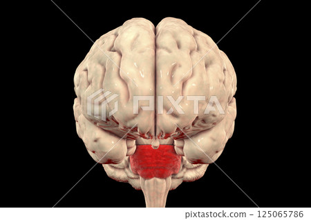 Pons highlighted inside human brain, 3D illustration Pons highlighted inside human brain, 3D illustration 125065786