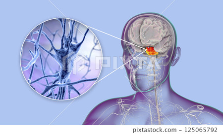 Neurons, brain cells, located in the pons Varolii of the human brain Neurons, brain cells, located in the pons Varolii of the human brain 125065792