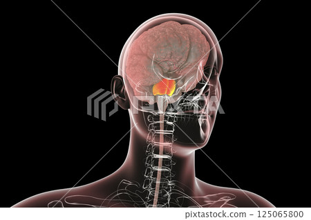Pons highlighted inside human brain, 3D illustration 125065800