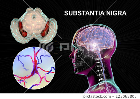 Substantia nigra of the midbrain and its dopaminergic neurons, 3D illustration 125065803