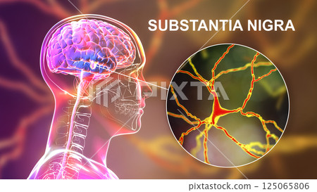 Substantia nigra of the midbrain and its dopaminergic neurons, 3D illustration Substantia nigra of the midbrain and its dopaminergic neurons, 3D illustration 125065806