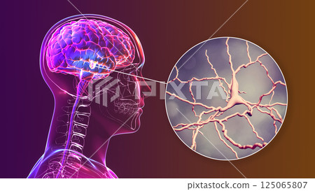 Substantia nigra of the midbrain and its dopaminergic neurons, 3D illustration 125065807