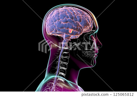 Substantia nigra of the midbrain, 3D illustration Substantia nigra of the midbrain, 3D illustration 125065812