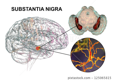 Substantia nigra of the midbrain and its dopaminergic neurons, 3D illustration 125065815