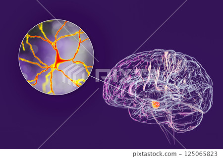 Substantia nigra of the midbrain and its dopaminergic neurons, 3D illustration 125065823
